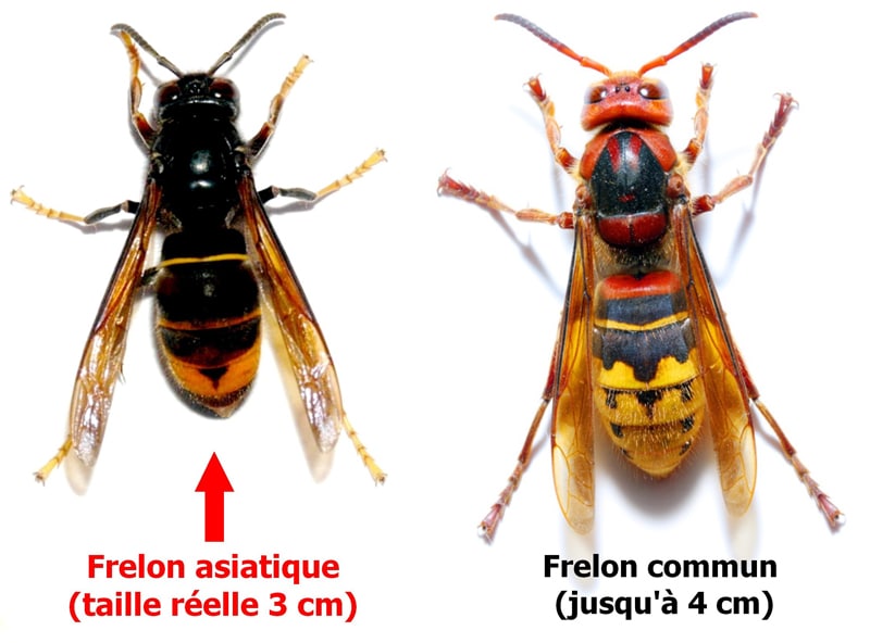 comment_reconnaitre_frelons