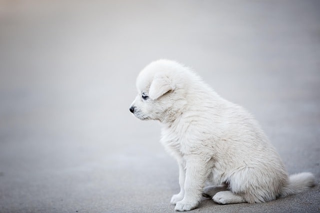 gdmoonkiller-dog-6240043_640