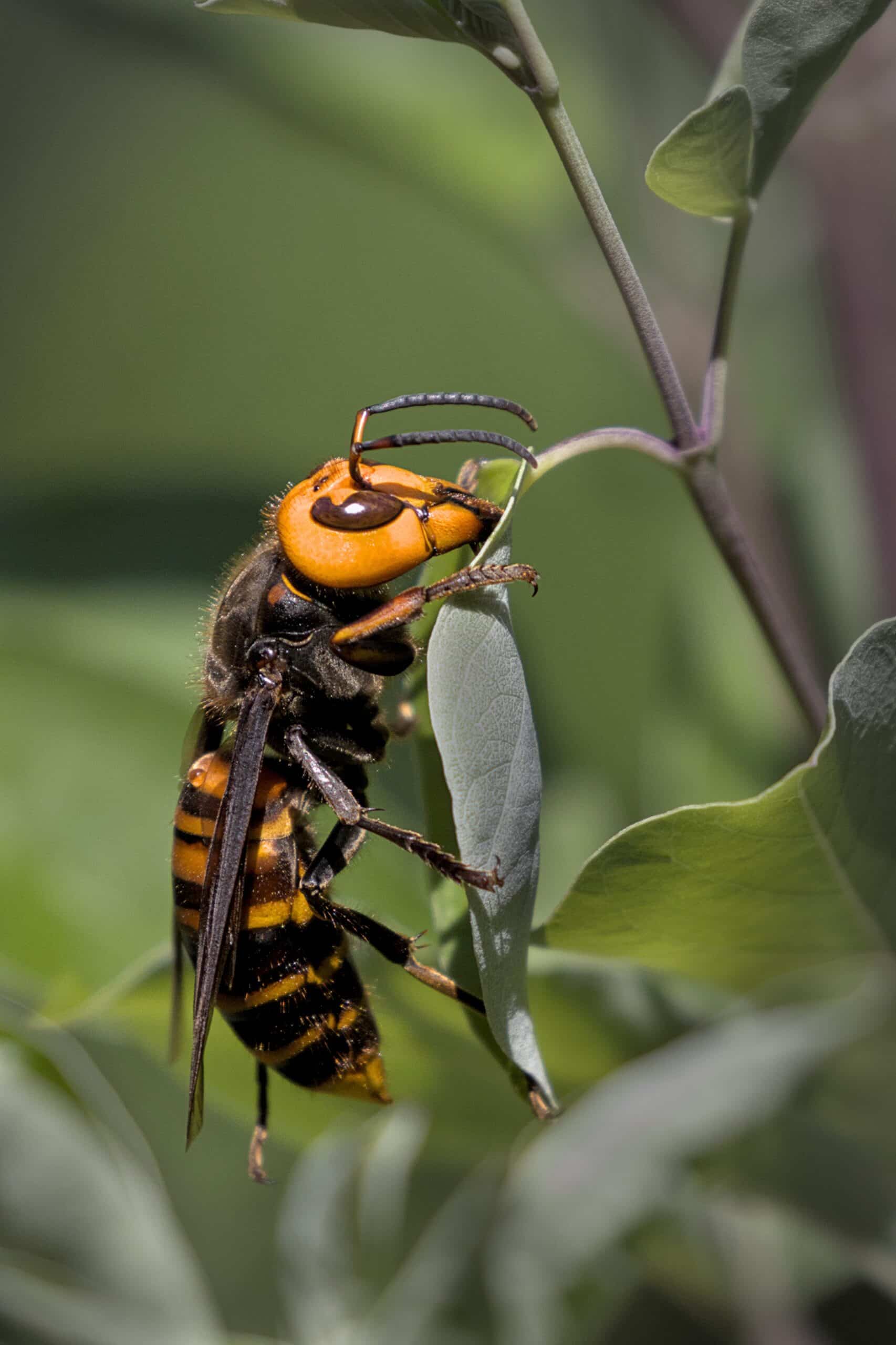 derweg-asian-giant-hornet-8335576